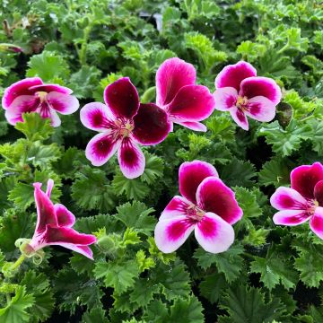 Pelargonium - Géranium Angel's Perfume