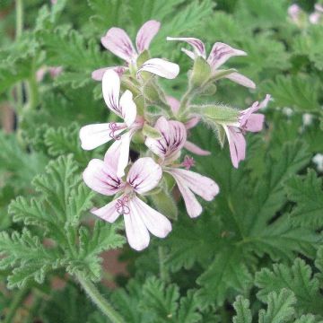 Pelargonium - Géranium parfumé fragrans