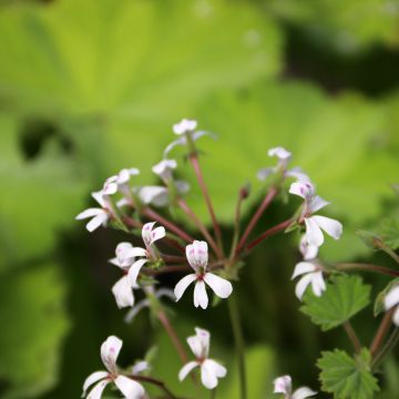 Pelargonium album - Géranium botanique parfumé