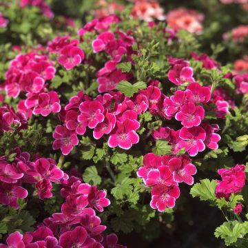 Pelargonium - Geranium Angel Eyes Magenta