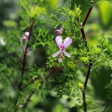 Pelargonium fruticosum - Géranium botanique odorant