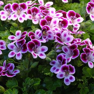 Pelargonium - Geranium parfumé Mosquitaway Nova