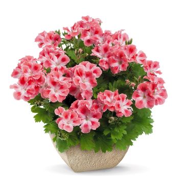 Pelargonium - Geranium Candy Flowers Peach Cloud