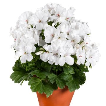 Pelargonium - Geranium Candy Flowers White