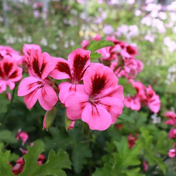 Pelargonium odorant Brunswick - Géranium parfum lavande