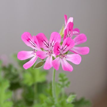 Pelargonium odorant Pink Capricorn - Géranium parfum rose coriandre