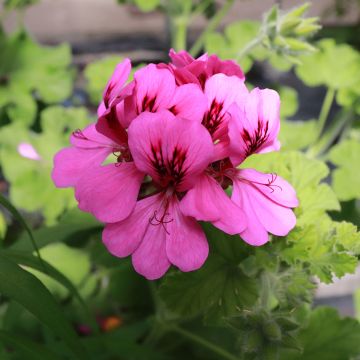 Pelargonium odorant Purple Unique - Géranium parfum fraise