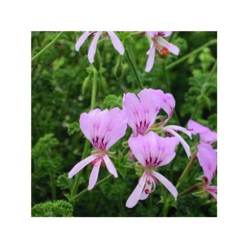 Pelargonium odorant crispum Minor - Géranium parfum citron