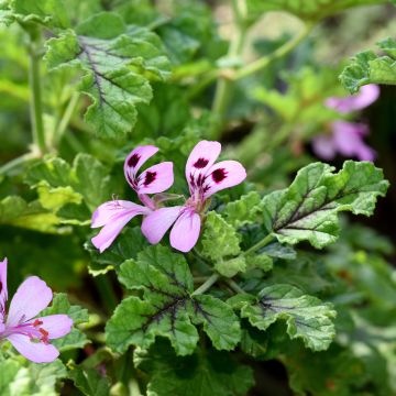 Pelargonium odorant quercifolium Royal Oak - Géranium au parfum balsamique