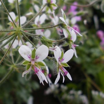 Pélargonium odorant tomentosum - pélargonium à odeur de menthe - pélargonium tomenteux