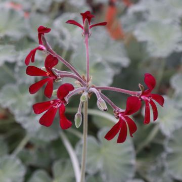 Pelargonium reniforme - Géranium botanique