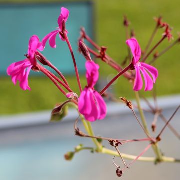 Pelargonium reniforme - Géranium botanique