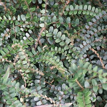 Pellaea rotundifolia - Fougère, Pelléa à feuilles rondes