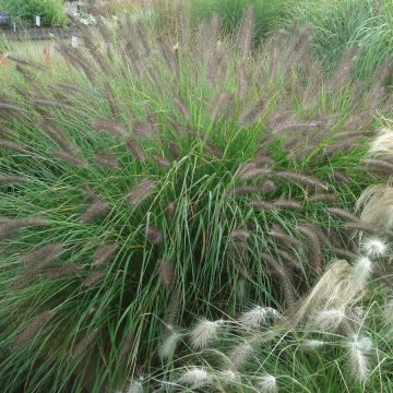 Pennisetum alopecuroïdes f. viridescens - Herbe aux écouvillons