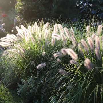 Gazon des Mascareignes, Zoysia tenuifolia