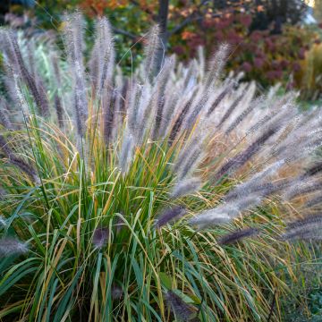 Pennisetum alopecuroides Red Head - Herbe aux écouvillons