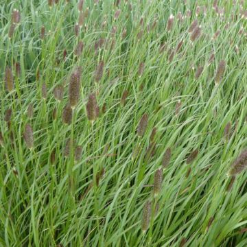 Pennisetum messiacum Red Button - Herbe aux écouvillons rouges 