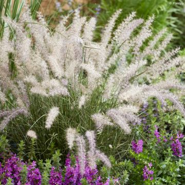 Pennisetum orientale JS Dance With Me - Herbe aux écouvillons