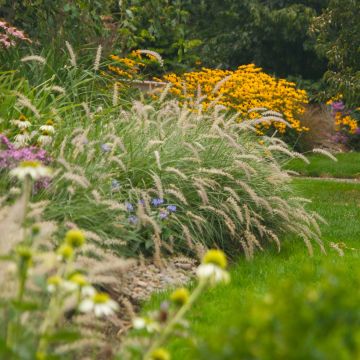 Pennisetum orientale Shogun - Herbe aux écouvillons roses