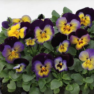 Pensée à Fleurs Moyennes Matrix Midnight Glow - Viola hybrida Matrix F1