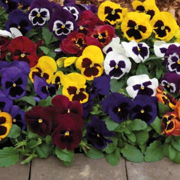 Pensée à très grandes fleurs Goliath F1 en mélange Mini-motte - Viola wittrockiana