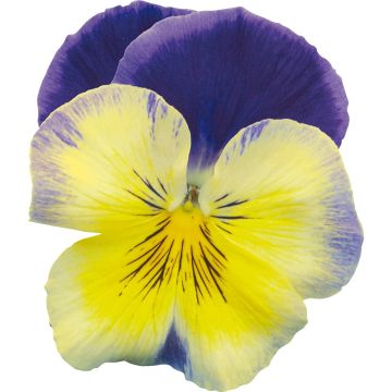 Pensée à Fleurs Moyennes Prim up Blue Yellow Splash - Viola wittrockiana