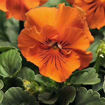 Pensée à fleurs ondulées Frizzle Orange Mini-motte - Mottes de 3,8 x 3,2 cm en plaque de culture par 16