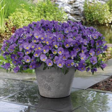 Pensée retombante Cool Wave® Blue Skies Mini-motte - Viola wittrockiana 