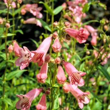 Penstemon Hewell Pink Bedder - Galane