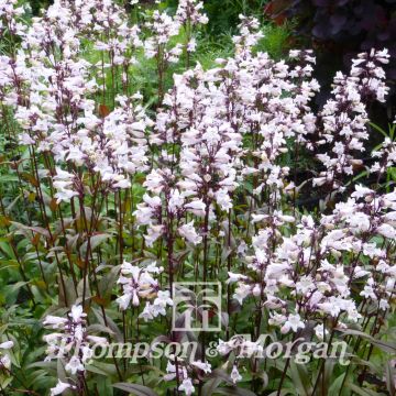 Graines de Penstemon digitalis Husker Red - Galane