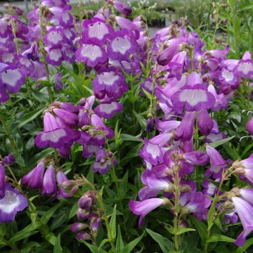 Penstemon Pensham Czar - Galane