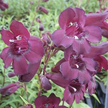 Penstemon Rich Ruby - Galane