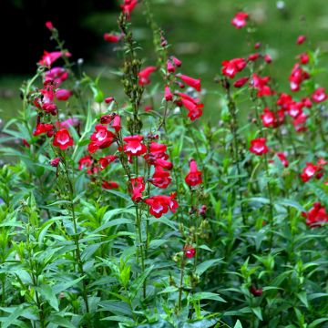 Penstemon hybride Rubicundus - Galane