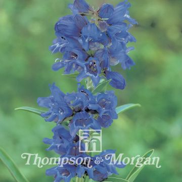 Graines de Penstemon heterophyllus True Blue - Galane