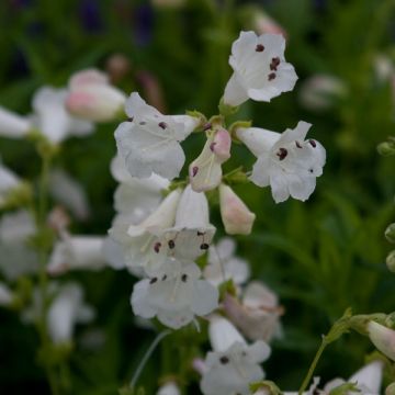 Penstemon hybride White Bedder - Galane