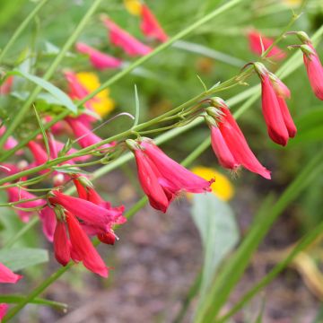 Penstemon barbatus Coccineus - Galane