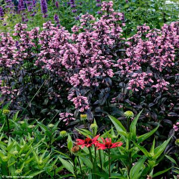 Penstemon digitalis Dakota Burgundy