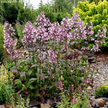 Penstemon digitalis Dakota Verde