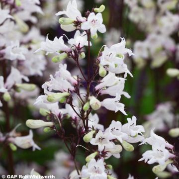 Penstemon hybride Husker Red - Galane