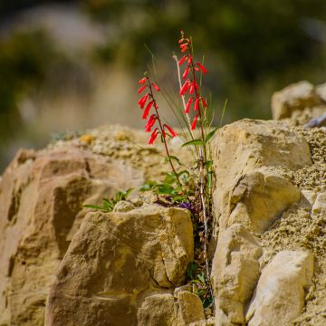 Penstemon barbatus Coccineus - Galane