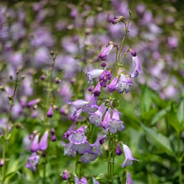 Penstemon Alice Hindley - Galane