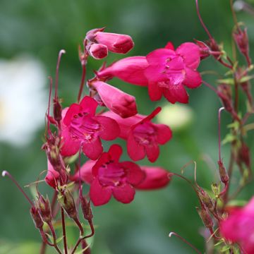 Penstemon hybride Garnet - Galane