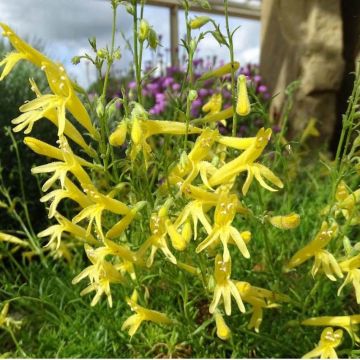 Penstemon pinifolius Mersea Yellow - Galane à feuilles de pin