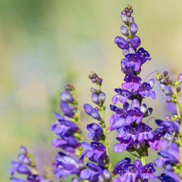 Penstemon strictus - Galane