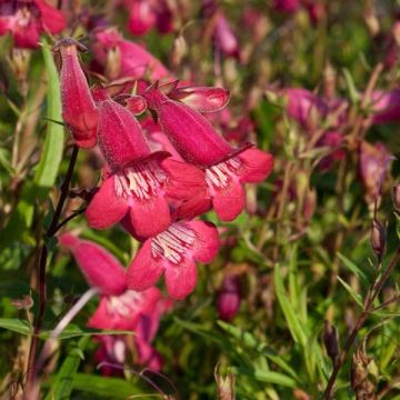 Penstemon hybride Garnet - Galane