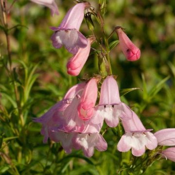 Penstemon Apple Blossom