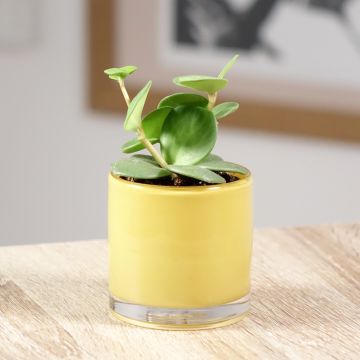 Peperomia Hope