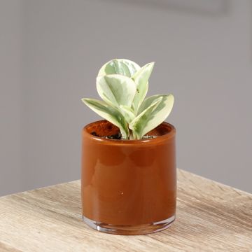 Peperomia obtusifolia Bicolor