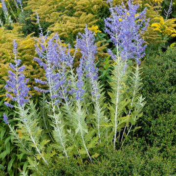 Perovskia atriplicifolia Blue Spire - Sauge de Sibérie