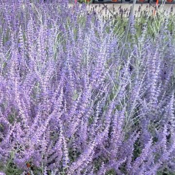 Perovskia atriplicifolia Blue Steel